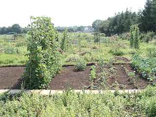 Allotments Redfield Hill (2004)