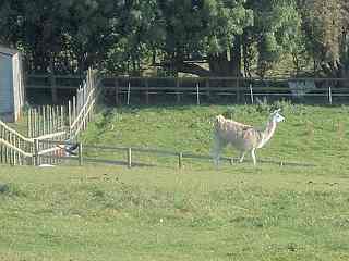 YES there are llamas living in Oldland!